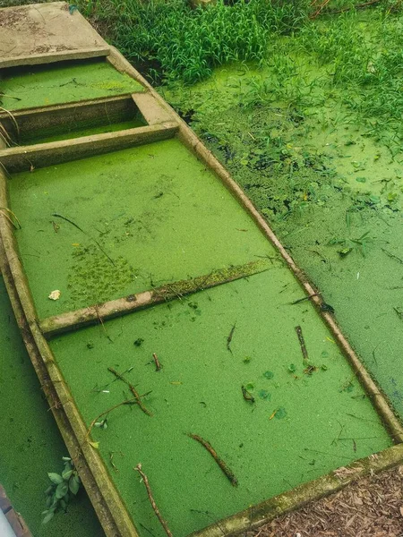 A vertical of a boat covered in moss