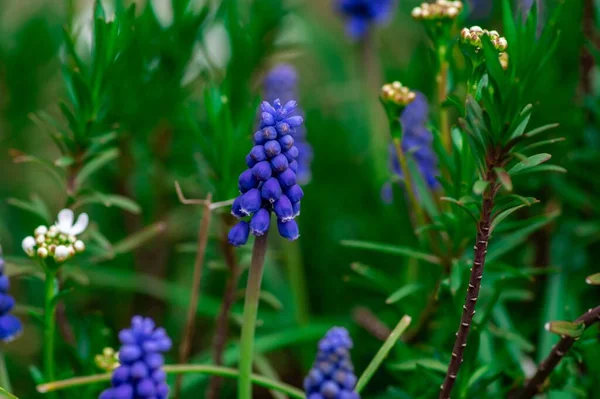 Een Selectieve Focus Shot Van Blauwe Druiven Hyacint Bloem Planten — Stockfoto