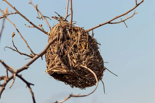 Гнездо Ткачей Масках Юге Африки — стоковое фото
