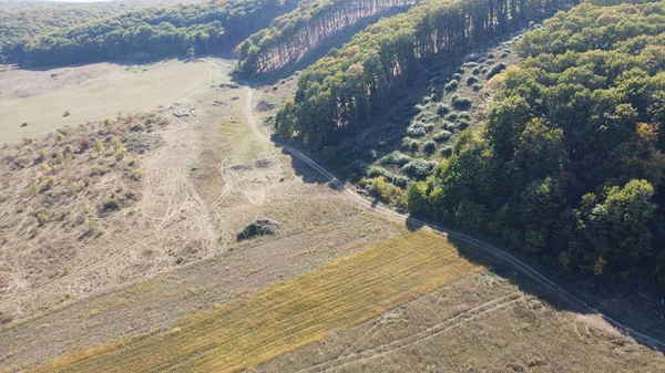 空中拍摄的收获的田野和树木 — 图库照片