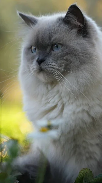 かわいいふわふわの白い灰色の猫の垂直クローズアップショット屋外 — ストック写真