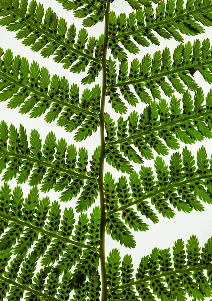 Вертикальний Знімок Рослини Ізольованому Фоні — стокове фото