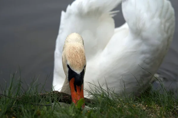 Closeup Shot Swan Lake — Stock Photo, Image