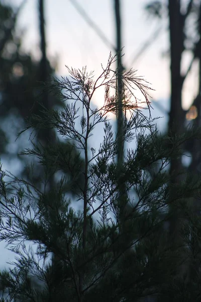 Eine Vertikale Aufnahme Von Bäumen Einem Wald — Stockfoto