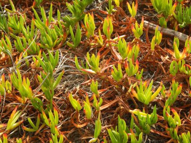 Çiçek açan yeni bitkilerin yakın çekimi