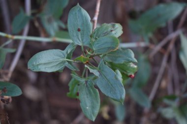Yumuşak bulanık bir arkaplanda sıradan bir Smilax 'ın yakın plan çekimi