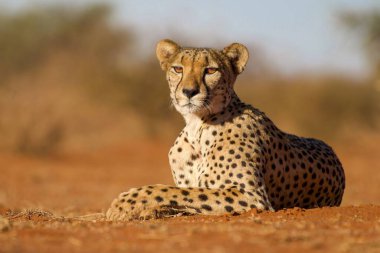 Serengeti Ulusal Parkı düzlüklerinde çita