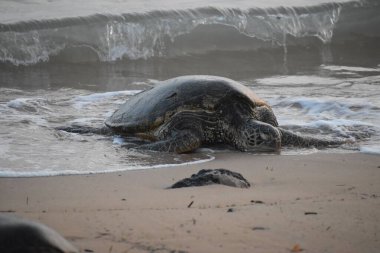 A sea turtle on a sandy beach.