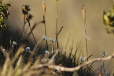 Bitkilerin seçici odak noktası