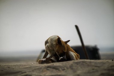 Yakından bir köpek resmi.