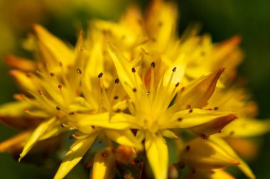 Orange Stonecrop bitkisinin güneş ışığı altında açtığı makro çekim.
