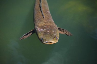 Güneşli bir günde yılanbaşlı bir Murrel balığı kafasını sudan çıkartıyor.