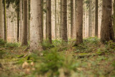 Ormanda güzel bir ağaç kamyonu görüntüsü.