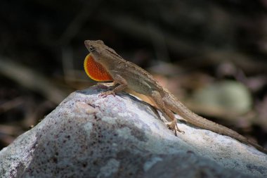 Brown Anole 'un kayadaki yakın çekimi.