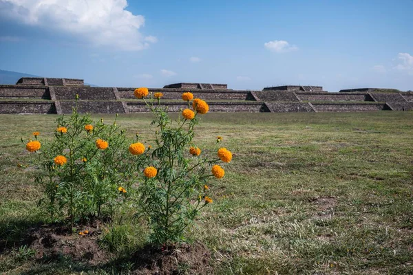 墨西哥城特奥蒂瓦坎金字塔附近的大自然 — 图库照片