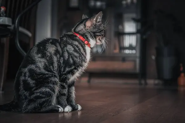 돌아보는 탁트인 고양이의 아름다운 — 스톡 사진