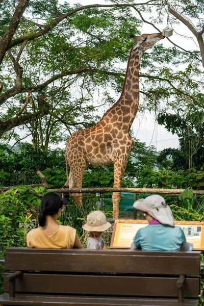 Colpo Verticale Una Giraffa Dietro Una Recinzione Uno Zoo Mandai — Foto Stock