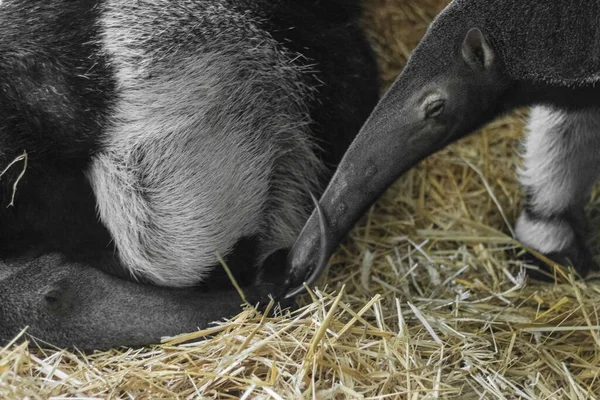 Anteaters Standing Weathered Grass Noses Close — Stock Photo, Image
