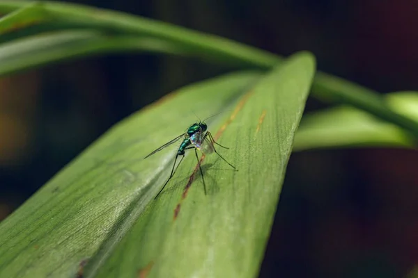 Egy Közeli Felvétel Egy Természetes Szúnyogról Egy Zöld Levélen — Stock Fotó