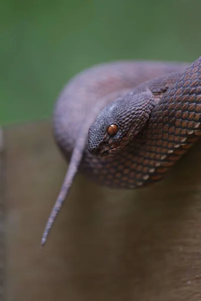 Closeup Shot Trimeresurus Purpureomaculatus Coiled Snake Wood Forest Blurry Background — Stock Photo, Image