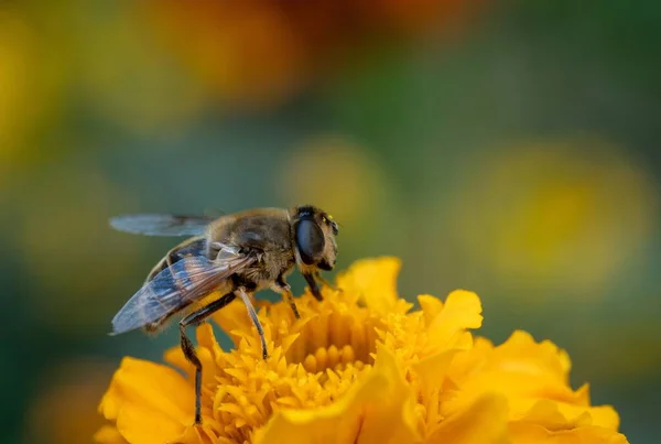 Κοντινό Πλάνο Του Νέκταρ Μελισσών Από Λουλούδι Yello — Φωτογραφία Αρχείου