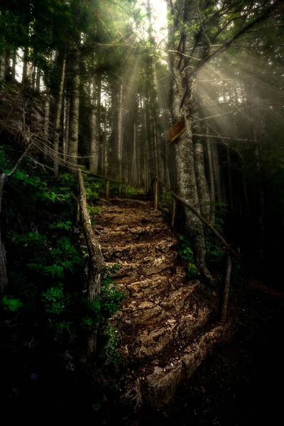 Una Hermosa Vista Escaleras Madera Bosque Misterioso Con Grandes Árboles — Foto de Stock