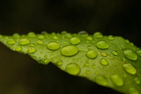 나뭇잎 물방울의 매크로 — 스톡 사진