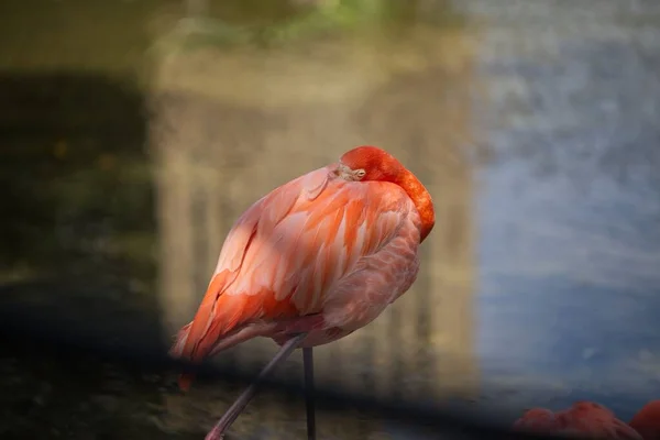 Flamingo Americano Descansando Margem Lago Dia Ensolarado Com Fundo Embaçado — Fotografia de Stock