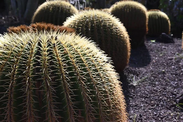 Grupp Kaktus Närbild — Stockfoto