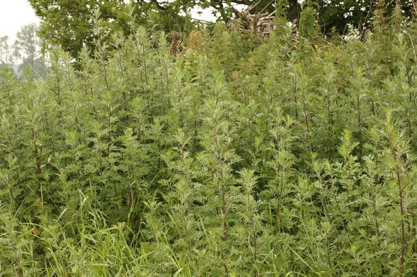 Zbliżenie Rosnącej Rośliny Artemisia Vulgaris — Zdjęcie stockowe