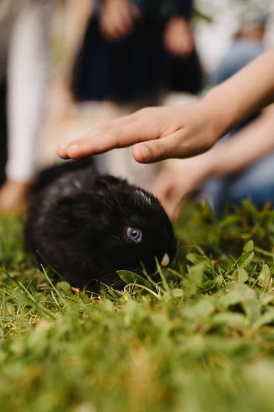 토끼를 풀밭에서 쓰다듬는 — 스톡 사진