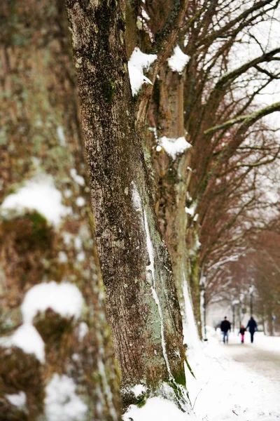 Вертикальний Знімок Снігового Стовбура Сімейними Прогулянками Фону Парку — стокове фото