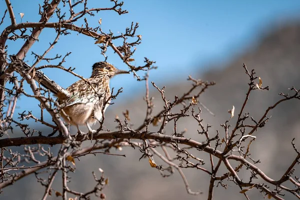 Roztomilý Větší Roadrunner Pták Sedí Stromě Slunečného Dne — Stock fotografie