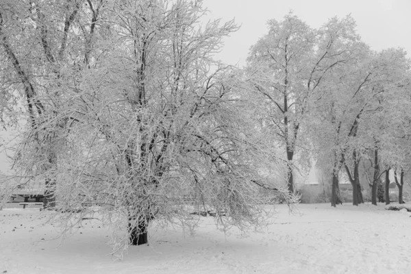 Красивий Зимовий Пейзаж Парку — стокове фото