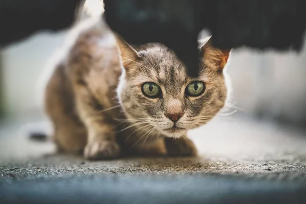 Ein Schöner Blick Auf Ein Braunes Kätzchen — Stockfoto