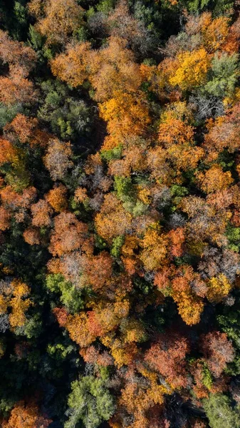 Aerial Top View Dense Forest Autumn — Stock Photo, Image