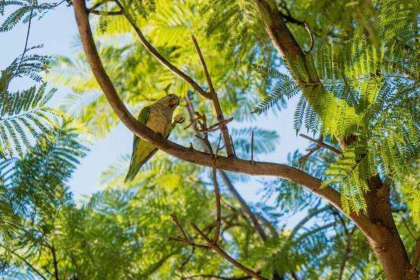 Eine Flache Aufnahme Eines Papageis Der Auf Einem Ast Sitzt — Stockfoto