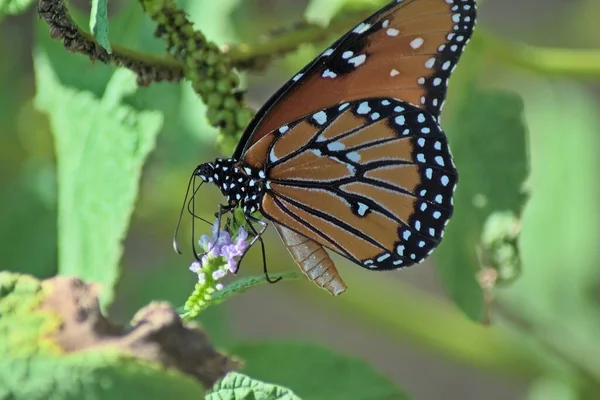 Papillon Monarque Sirotant Nectar Fleurs Blanches Dans Jardin Avec Fond — Photo