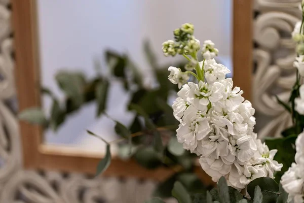 Closeup Blooming White Matthiola Blurred Background — Stock Photo, Image