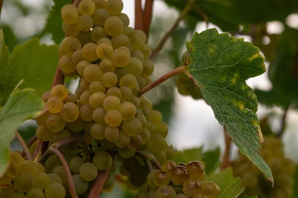 Een Close Shot Van Druivenclusters Groeiend Een Wijngaard — Stockfoto
