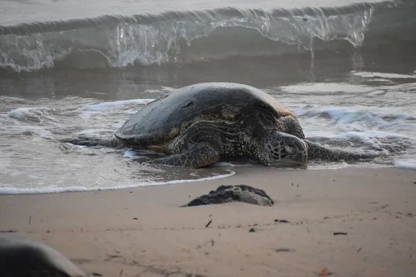Sea Turtle Sandy Beach — Photo