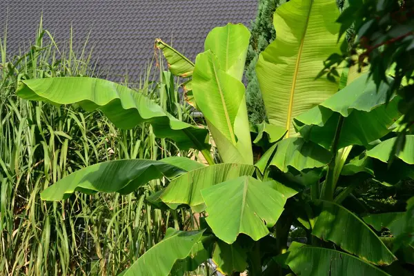 Bujný Keř Banánu Rákosí Zahradě — Stock fotografie