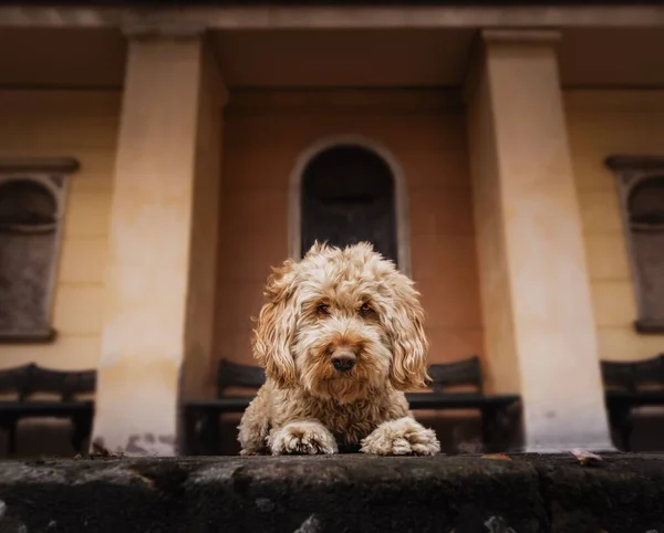 Selective Focus Cockapoo Dog Front Building — Stock Photo, Image
