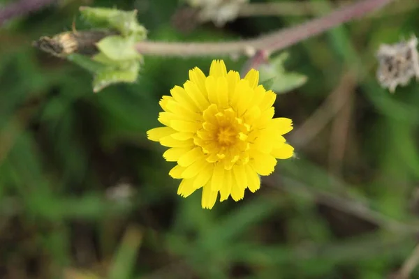 Bahçedeki Sarı Leontodon Tüberosus Çiçeğinin Yüzeysel Odak Noktası — Stok fotoğraf