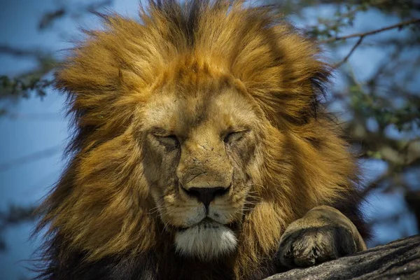 雄狮守护着那些准备捕猎的母狮 — 图库照片