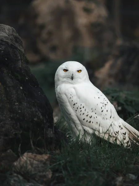 Seekor Burung Hantu Putih Duduk Atas Sebuah Lapangan Hijau Yang — Stok Foto