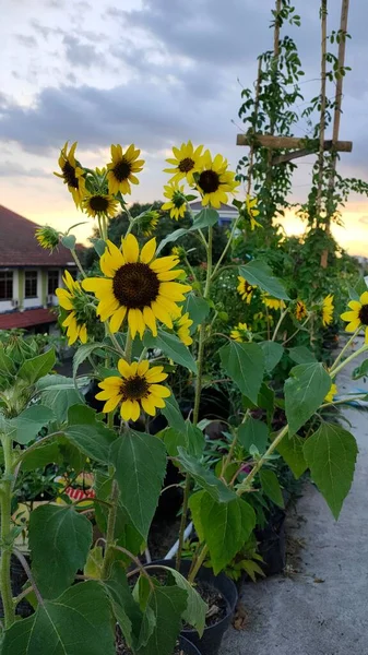 Die Sonnenblumen Einem Ländlichen Garten — Stockfoto