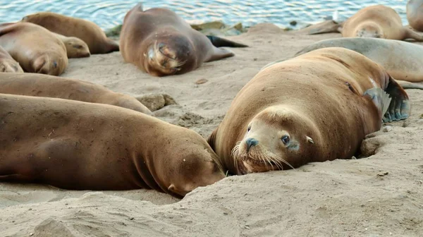 Deniz Aslanlarının Sahilin Kumlarında Dinlendikleri Yakın Plan Görüntüsü — Stok fotoğraf