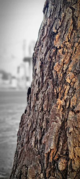Nahaufnahme Eines Baumstammes — Stockfoto