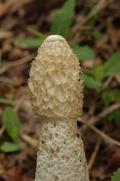 퀴디쿠스 버섯의 — 스톡 사진